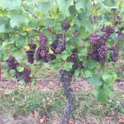 Grands Vins D'alsace Hartweg