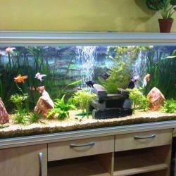 Greg Aqua Services