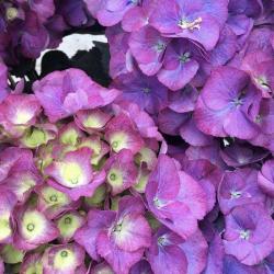 Groseilles Et Petit Pois