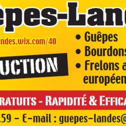 Guêpes Landes