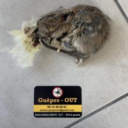 Guêpes Out - Désinsectisation Dératisation Désinfection Avignon