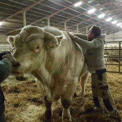 Guérin Yohan Ostéopathe Animalier Ayant Validé L'examen De L'ordre Des Vétérinaires Et Thalassothérapie Canine