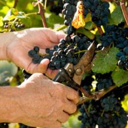 Guillaume Bouchacourt Vigneron