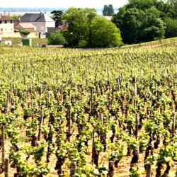 Domaine Guyon