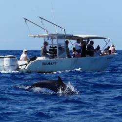 Gwada Pelagic