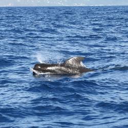 Gwada Pelagic