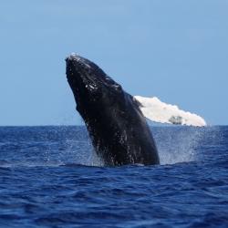 Gwada Pelagic