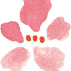 Hanami Fleurs