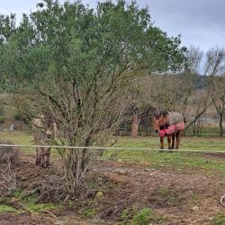 Haras Des Trois Mas