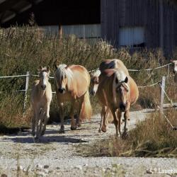 Haras Du Vercors - Earl