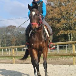Haras L Fief