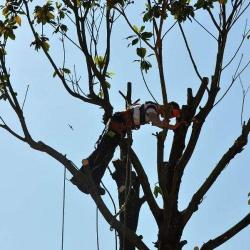 Harmonie Arbre