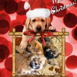 Harmonie Canine