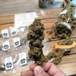 Herbio'd Cbd - Narbonne