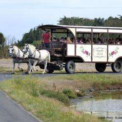 Hippobus