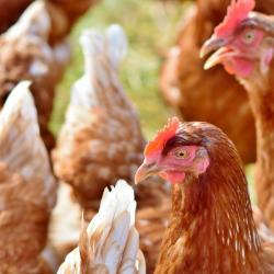 Histoire De Poules