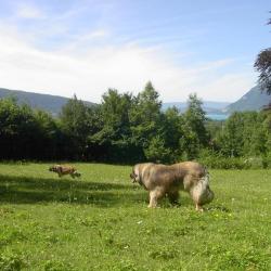 Holidogs