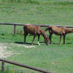 Horse Wood