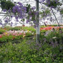Esatco Chaumes En Retz - Esat Horticat