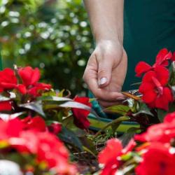 Horticulture Bienvenot Scea