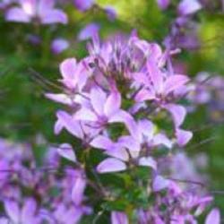 Horticulture Chouvet