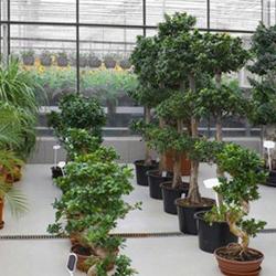 Ver'fleurs Vernet Horticulture