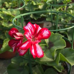 Hortiflor