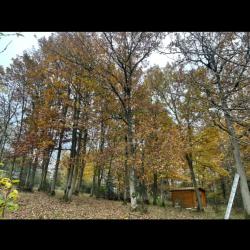 Idf élagage -  élagage, Abattage Arbre, Taille De Haie