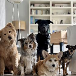 Instinct Studio, éducateur Canin