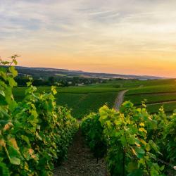 Investir Vignoble