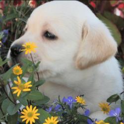 Labradors De La Fontaine Aux Fleurs