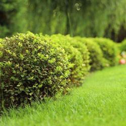 Jardi Services