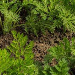Jardin Bio De Vaillant