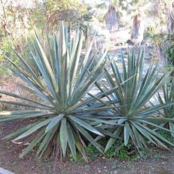 Jardin Botanique