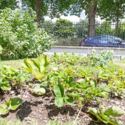 Jardin Coup De Pousse