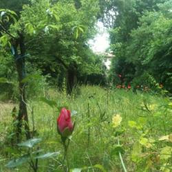 Jardin De La Reine