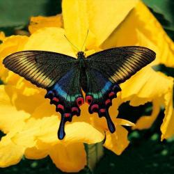 Jardin Des Papillons