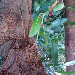 Jardin Des Parfums Et Des Epices