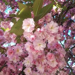 Jardin Des Plantes