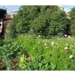Jardin Du Hameau De Montifaud