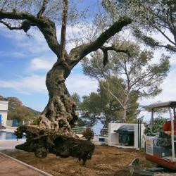 Jardin Terre De Provence - Paysagiste
