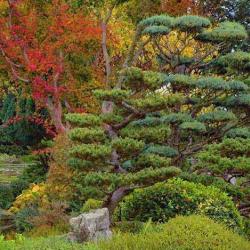 Jardin Zen D'erik Borja