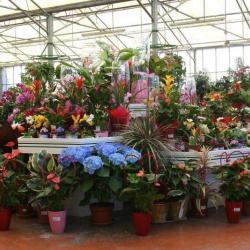 Jardinerie Dicharry