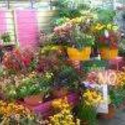 Jardinerie Fleurs 37