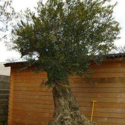 Jardinerie Lagadec