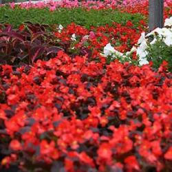 Jardinerie Marc Postulka Fleuriste
