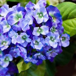Jardinerie Pillois