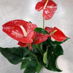 Jardinerie