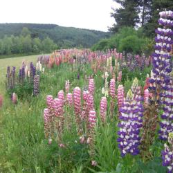 Jardins Et Paysages