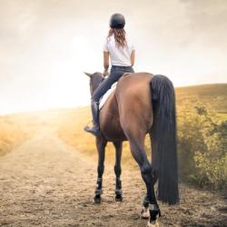 Jolly Equestre